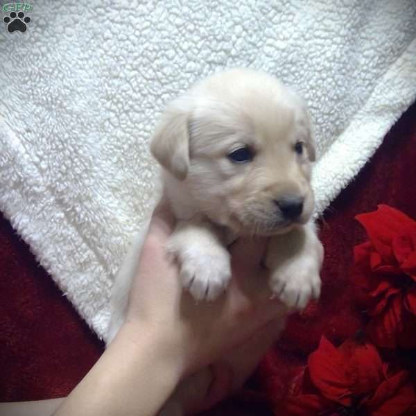 Kaspian, Golden Labrador Puppy